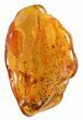 Fossil Spider (Aranea) In Baltic Amber #59412-2